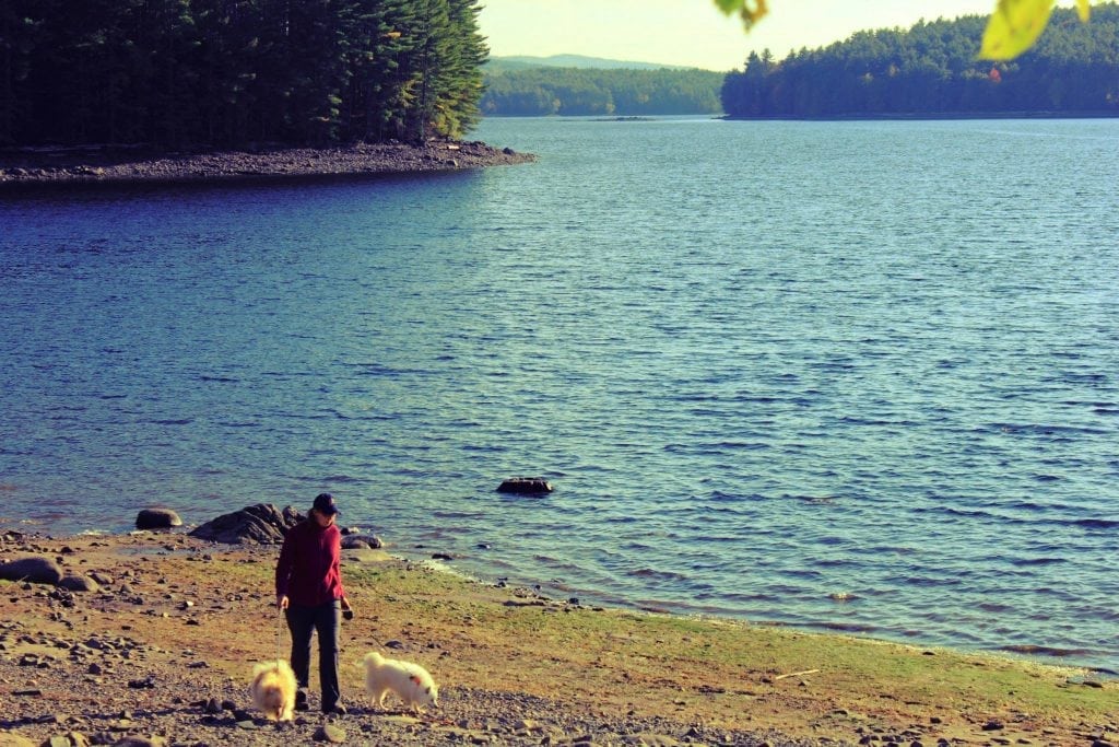 Alison walks the dogs along the lake.