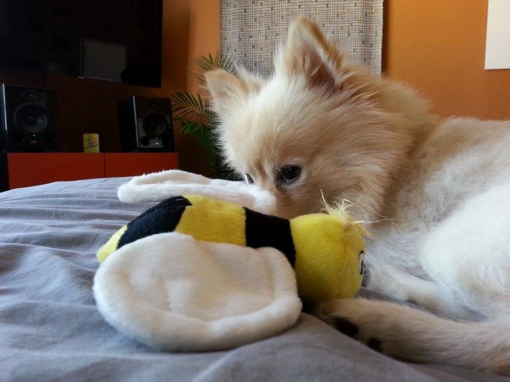 Zorro with his beloved bee
