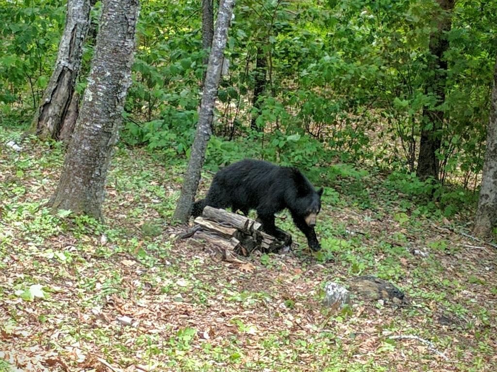 Black bear in the yard