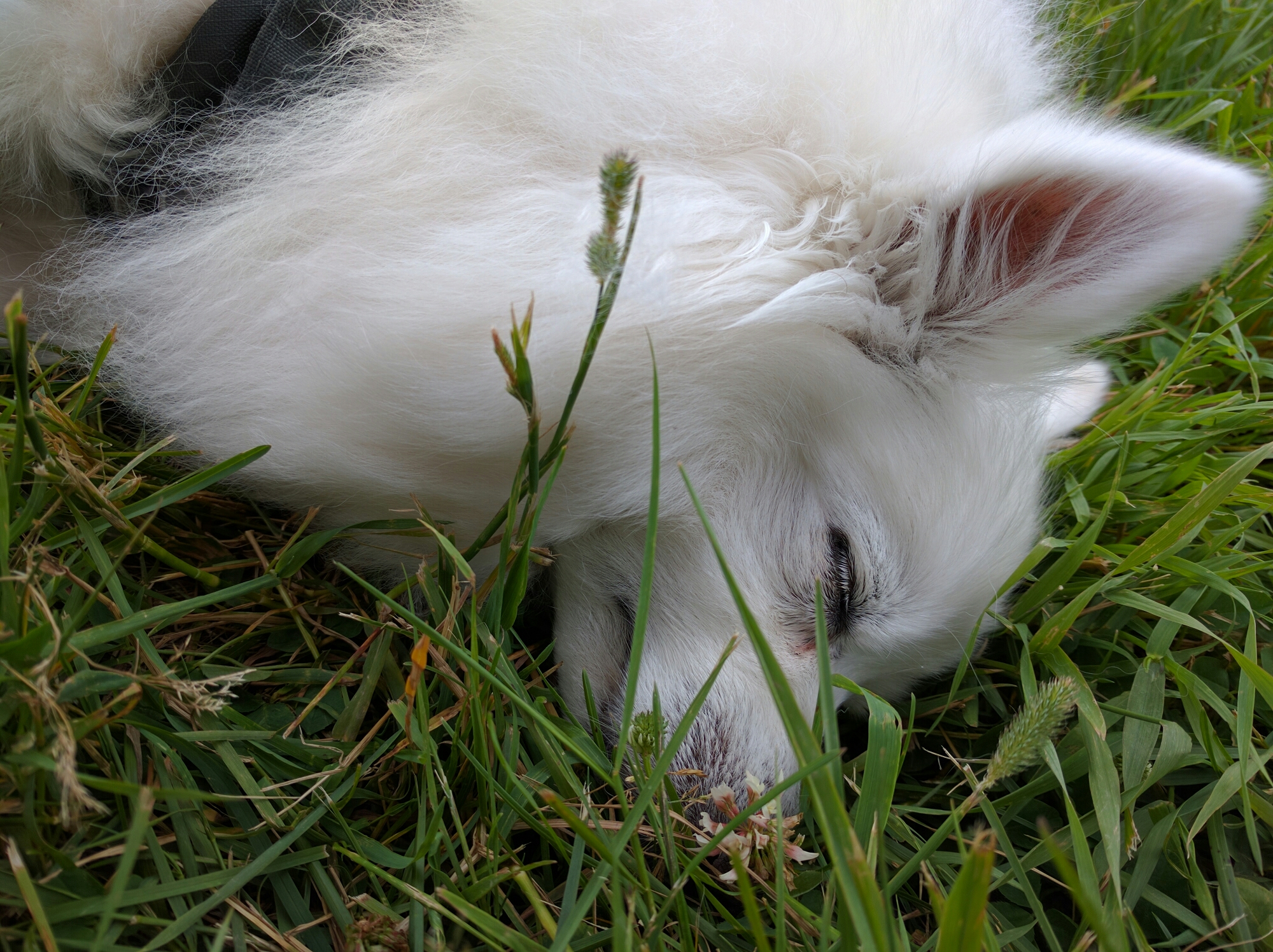 Fletcher napping in the grass.
