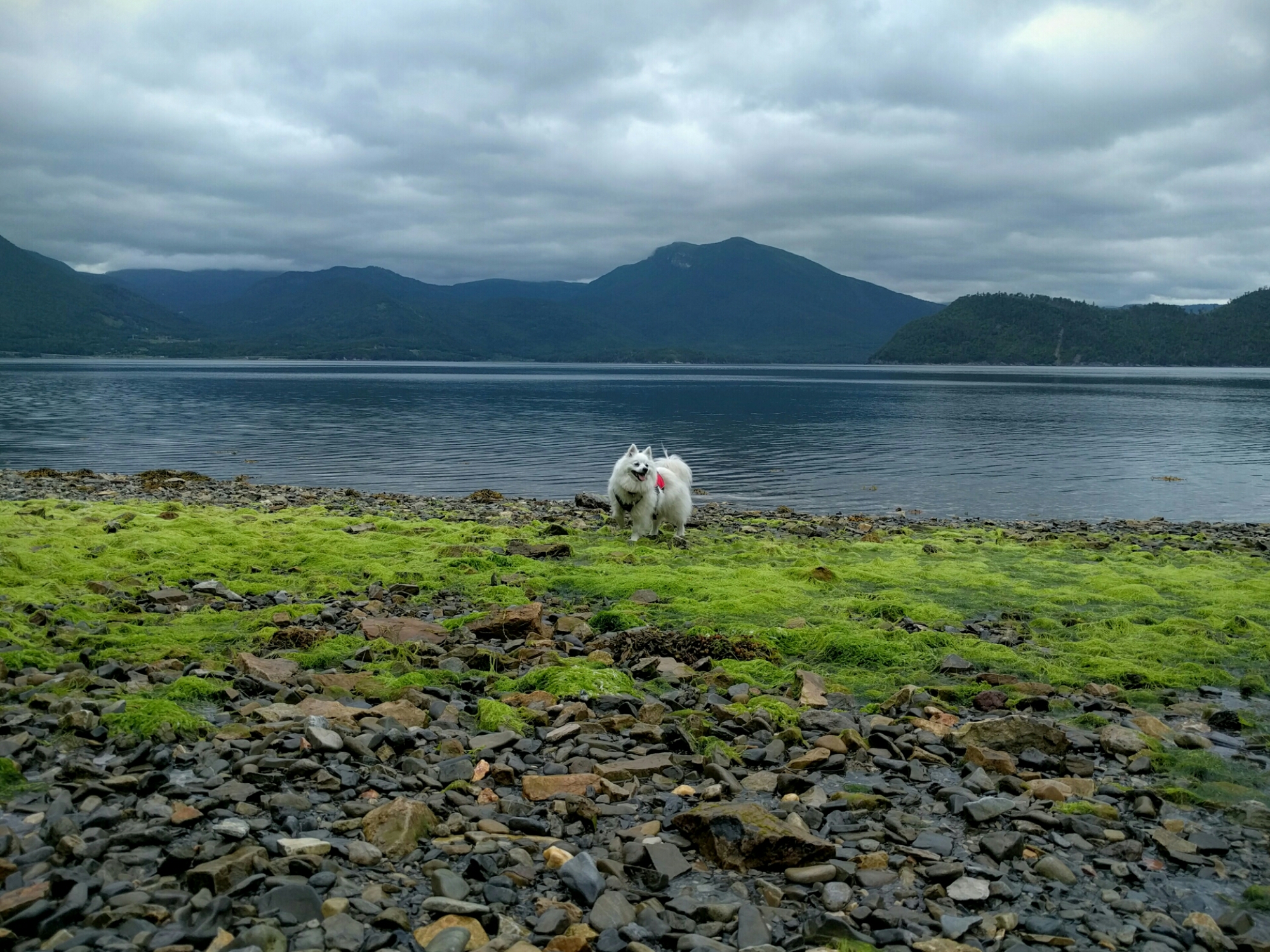 Fletcher plays on the beach at Trout River in Gros Morne, NL.