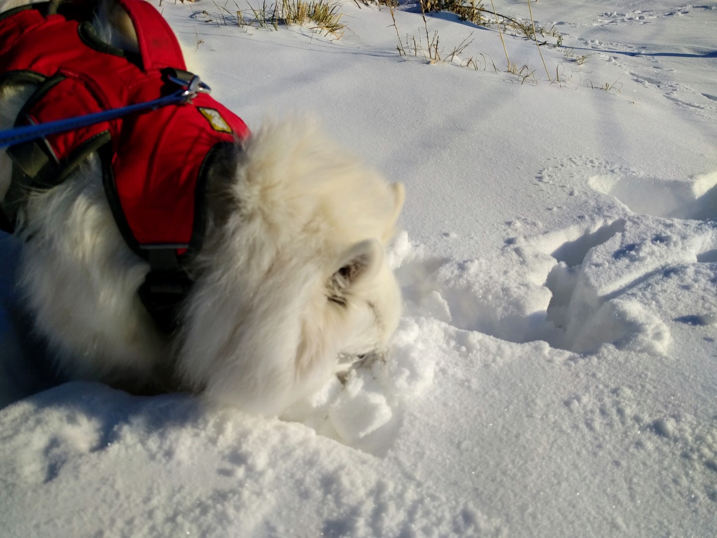 Fletcher enjoys the snow