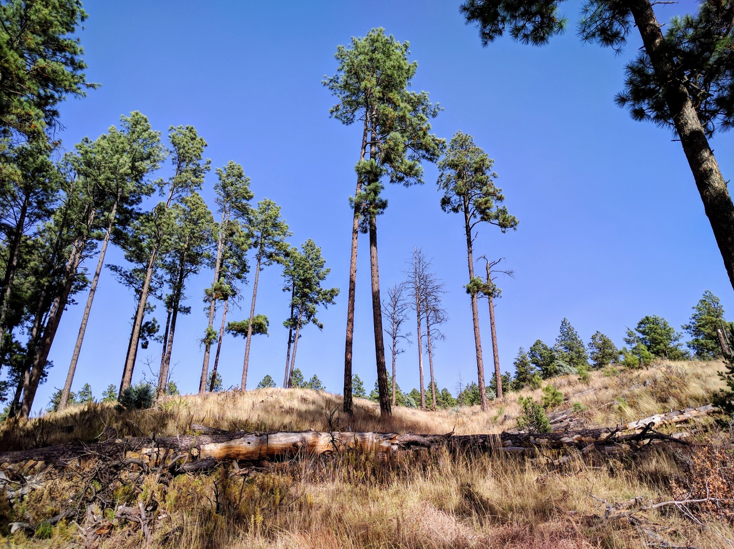 Proud pines in Ruidoso NM