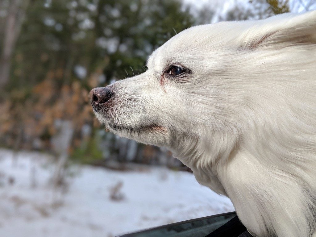 Fletcher loves to smell the winter air