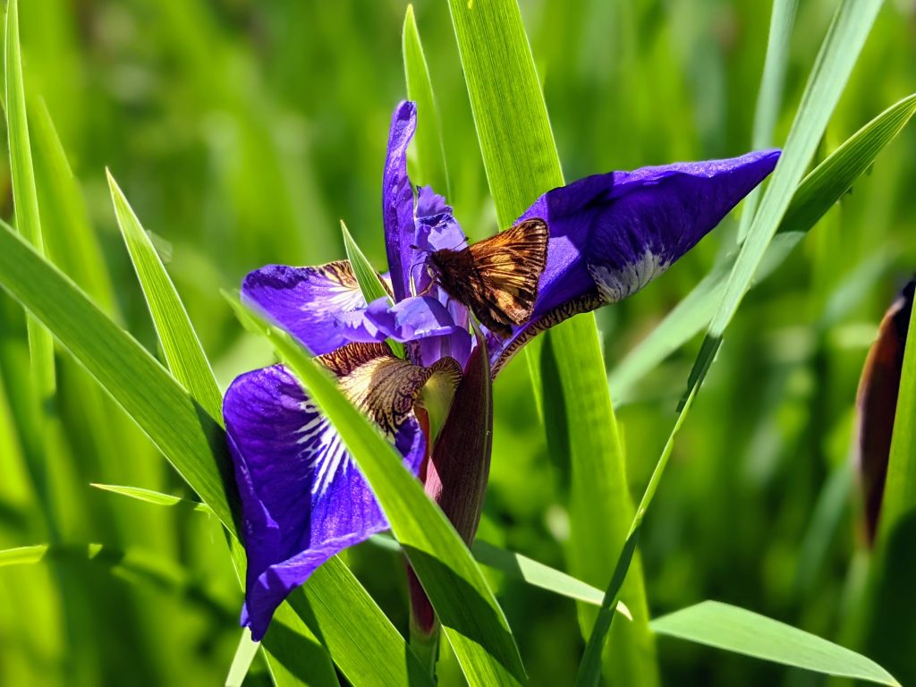 Butterfly on Iris