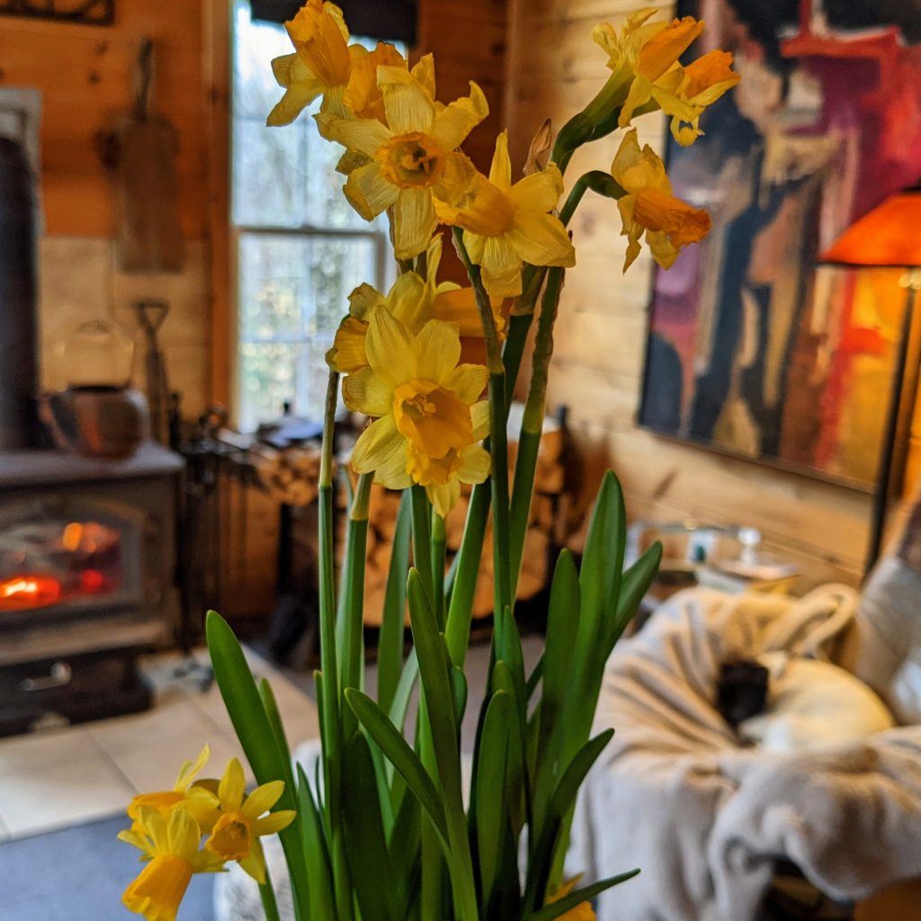 Birthday Daffodils