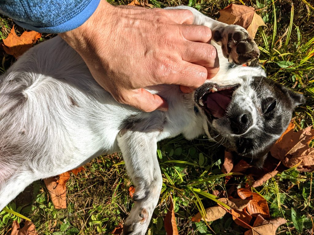 Happy dog playing in the fall leaves