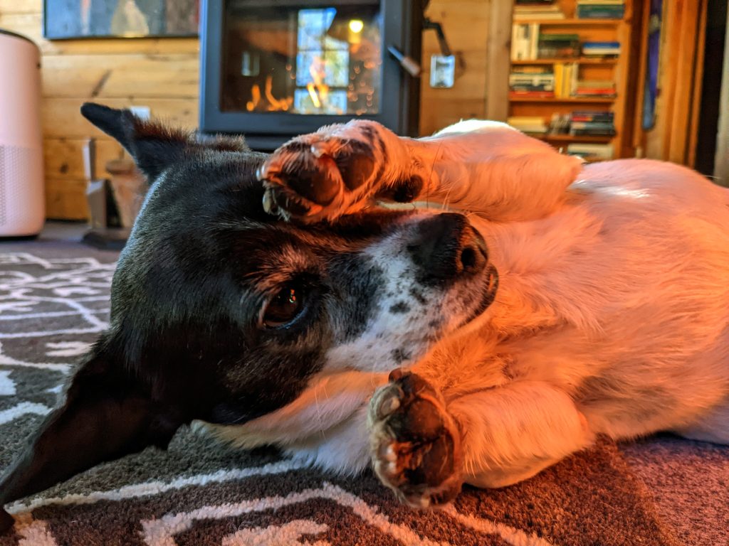 Happy dog plays by the fire