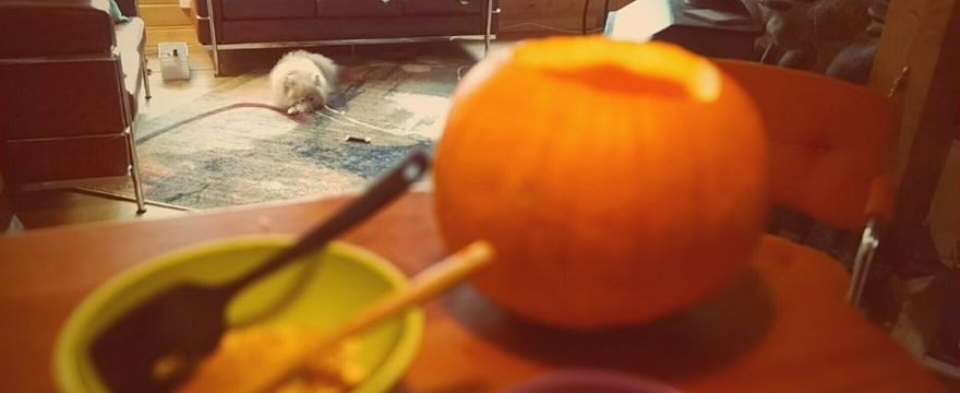 The dogs look on as Bernard Hermann plays in the background and the pumpkin is opened up.