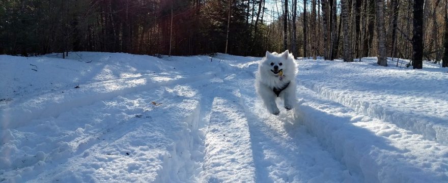 Fletcher Enjoying the Snow