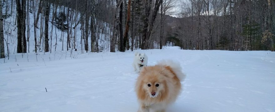Snow Dogs!