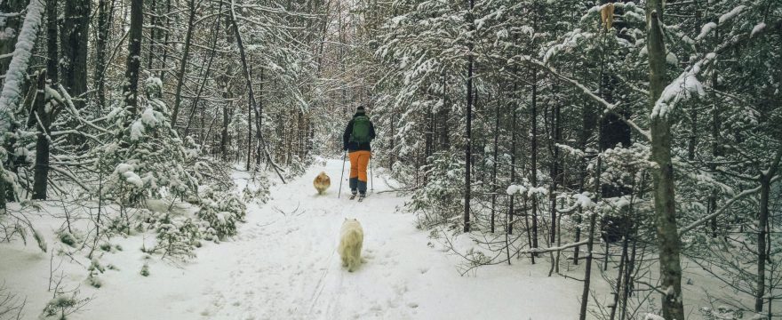 The dogs mastered their first XC ski adventure!