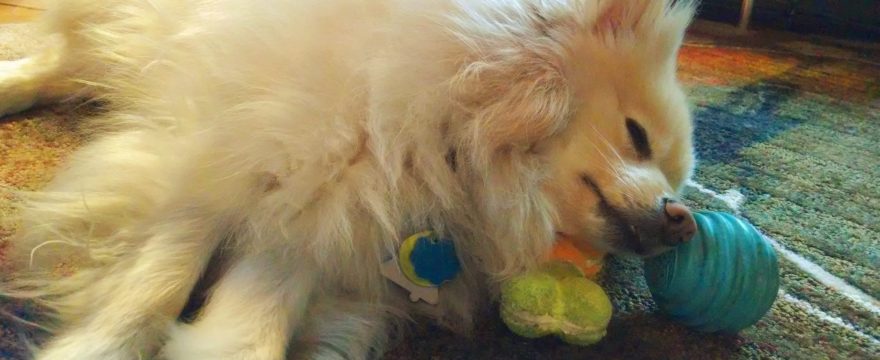 Young Zorro caught snoozing with his favorite toys at hand. #NowMyWatchBegins