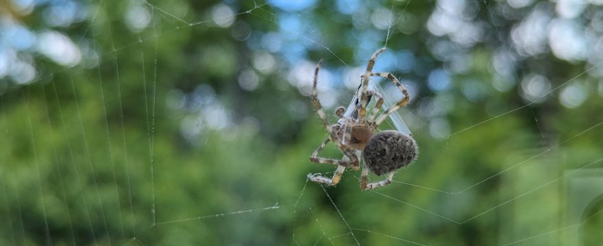 Window Web Spinner