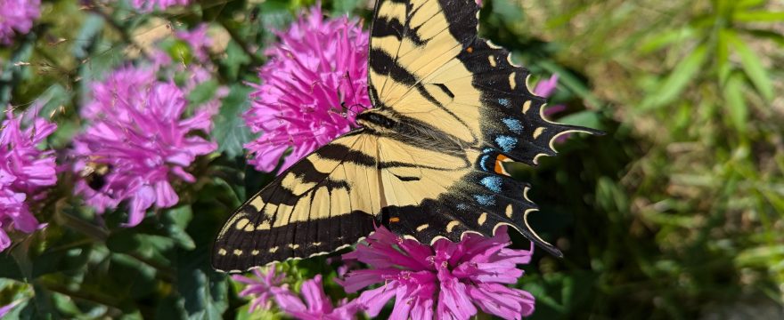 Butterfly beebalm