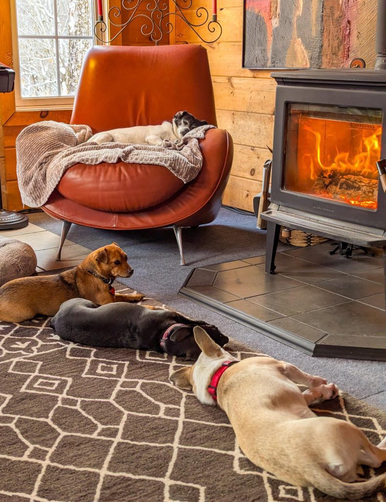 Four small dogs lounge around a warm wood stove in a mountain cabin setting.